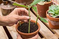 Step by Step - Softwood cuttings of Buddleja