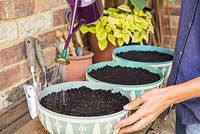 Step by Step - Planting containers of Split peas (Pisum sativum), Microgreen herbs and Radish 'French Breakfast'