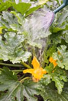 Step by Step - Watering Courgette 'Romanesco' with liquid nettle feed