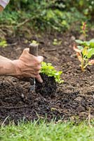 Planting Geum rivale in bog garden