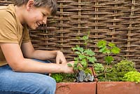 Young boy playing with miniature garden created with various small plants