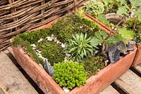 Miniature garden created with various small plants