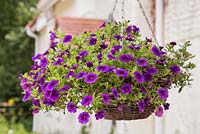 Step by Step - Growth development of hanging basket using Cabaret series, Calibrachoa 'Purple Glow' and Calibrachoa 'Deep Blue'