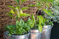 Peppers 'Purple Beauty', 'Sweet Banana' and 'Bell Boy' growing in containers