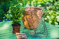Step by Step - Growing Buxus sempervirens in a squirrel mesh