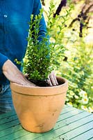 Step by Step - Growing Buxus sempervirens in a squirrel mesh. Firming down soil