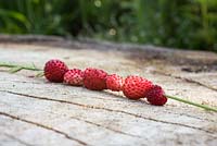 Strawberry 'Alpine' threaded onto a piece of grass