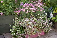 Step by step for planting a pink wooden container with Argyranthemum 'Percussion Rose', Bacopas 'Abunda Pink', Scopia 'Double Ballerina Pink' and Ajuga 'Burgundy Glow' - Growth development - finished shot