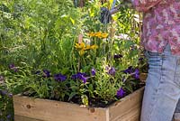 Step by Step - Planting a mobile trug with Verbena rigida, Cape gooseberry and Rudbeckia 'Prairie Sun'