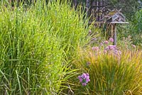 Miscanthus with Aster 