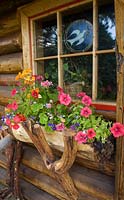 Wooden window box planted with Petunia 