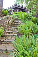 Polystichum munitum growing at side of steep steps