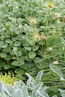 Ballota pseudodictamnus, Sedum acre 'Aurea', Pulsatilla 'Bells White', Stachys and Stipa tenuissima 'Pony Tails'