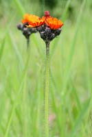 Hieracium aurantiacum - Orange Hawkweed