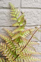Dryopteris erythrosora growing against a painted brick wall