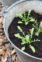 Eruca sativa - Rocket seedlings in a galvanised bucket