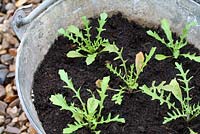 Eruca sativa - Rocket seedlings in a galvanised bucket