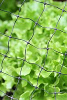 Lettuces protected by netting