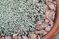 Raoulia australis in a terracotta pot