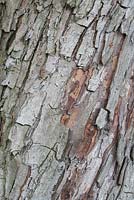Mespilus germanica - Medlar bark