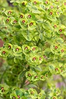 Euphorbia x martinii 'Ascot Rainbow' 