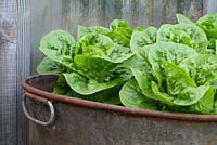Lactuca sativa  'Little Gem' - Lettuces growing in an old, metal tin bath