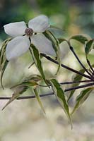 Cornus kousa 'Samaritan', flowering dogwood