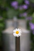 Argyranthemum gracile chelsea girl - Marguerite or Paris daisy in a watering can. Selective focus