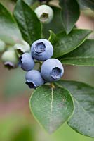 Vaccinium corymbosum - Blueberry Northland fruit on a bush
