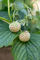 Hybrid of Fragaria chiloensis and Fragaria virginiana - Pineberry fruit on the plant. Strawberry cultivar