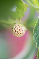 Hybrid of Fragaria chiloensis and Fragaria virginiana - Pineberry fruit on the plant. Strawberry cultivar