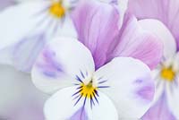 Viola friolina 'Lavender and White'