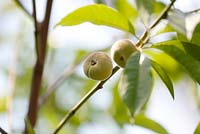 Prunus persica - Peach 'Stark Saturn'