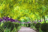 Laburnum walk with Allium borders - Dorothy Clive Gardens, Shropshire, UK