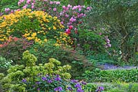 Azalea, Rhododendron, Hyacinthoides non scripta, Ferns - Dorothy Clive Gardens, Shropshire, UK