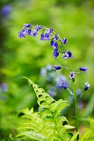 Hyacinthoides non scripta - English Bluebell - Dorothy Clive Gardens, Shropshire, UK