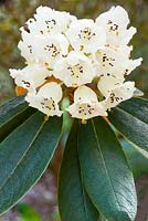 Rhododendron 'Falconeri' 