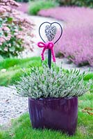 Decorative wicker heart in container planed with heather