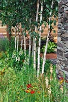 Multi-stemmed Betula screen with lush foliage planting and Digitalis. Escape To The City. RHS Tatton Park Flower Show 2013