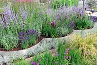 Pink and Blue planting in shallow containers.  Pervoskia and Lavender. Networks -  A Garden For Cancer Research. RHS Tatton Park flower Show