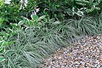 Carex 'Everest' and Hosta 'Francee' and H. 'Patriot' along curving gravel path. The Star Gazer's Retreat. RHS Tatton Park Flower show 2013