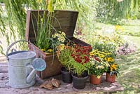 Step by Step - Creating a treasure chest container of Coreopsis 'Limerock Ruby', Coreopsis 'Pumpkin Pie', Argyranthemum 'Crested Yellow', Kniphofia 'Lemon Popsicle', Chrysanthemum and Ornamental Pepper
