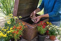 Step by Step - Creating a Treasure Chest container of Coreopsis 'Limerock Ruby', Coreopsis 'Pumpkin Pie', Argyranthemum 'Crested Yellow', Kniphofia 'Lemon Popsicle', Chrysanthemum and Ornamental Pepper. Adding crocks