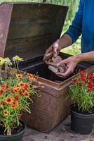 Step by Step - Creating a Treasure Chest container of Coreopsis 'Limerock Ruby', Coreopsis 'Pumpkin Pie', Argyranthemum 'Crested Yellow', Kniphofia 'Lemon Popsicle', Chrysanthemum and Ornamental Pepper. Adding crocks
