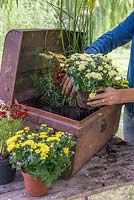Step by Step - Creating a Treasure Chest container of Coreopsis 'Limerock Ruby', Coreopsis 'Pumpkin Pie', Argyranthemum 'Crested Yellow', Kniphofia 'Lemon Popsicle', Chrysanthemum and Ornamental Pepper