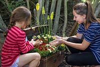 Step by Step - Creating a Treasure Chest container of Coreopsis 'Limerock Ruby', Coreopsis 'Pumpkin Pie', Argyranthemum 'Crested Yellow', Kniphofia 'Lemon Popsicle', Chrysanthemum and Ornamental Pepper. Young girls discovering chest of flowers with jewellery.