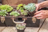 Step by Step - Recycled tool chest used as succulent container. Adding mixed succulents
