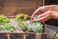 Step by Step - Recycled tool chest used as succulent container. Adding gravel to mixed succulents