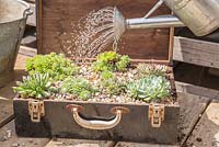 Step by Step - Recycled tool chest used as succulent container. Watering mixed succulents