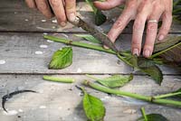 Step by Step - Taking root cuttings from Hydrangea 'Dark Angel'